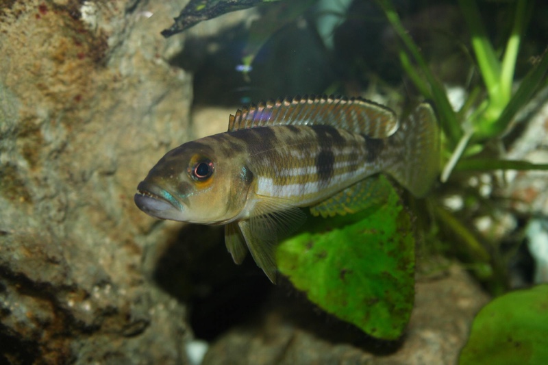 Lepidiolamprologus pleuromaculatus